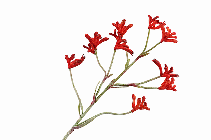 <h4>Anigozanthos Orange Dark FL440011ORD</h4>