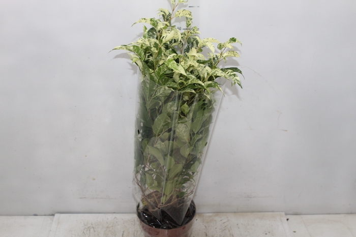 FICUS BENJAMINA VARIEGATA P14