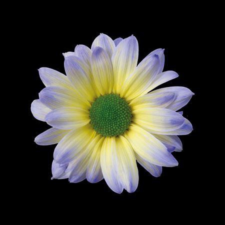 <h4>Chr T Kennedy Butterfly</h4>