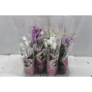 PHALAENOPSIS MINI P09 2 HT