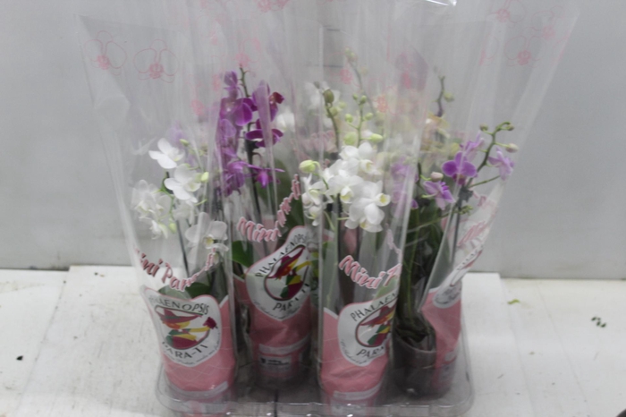 <h4>PHALAENOPSIS MINI P09 2 HT</h4>