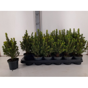 PICEA GL PERFECTA