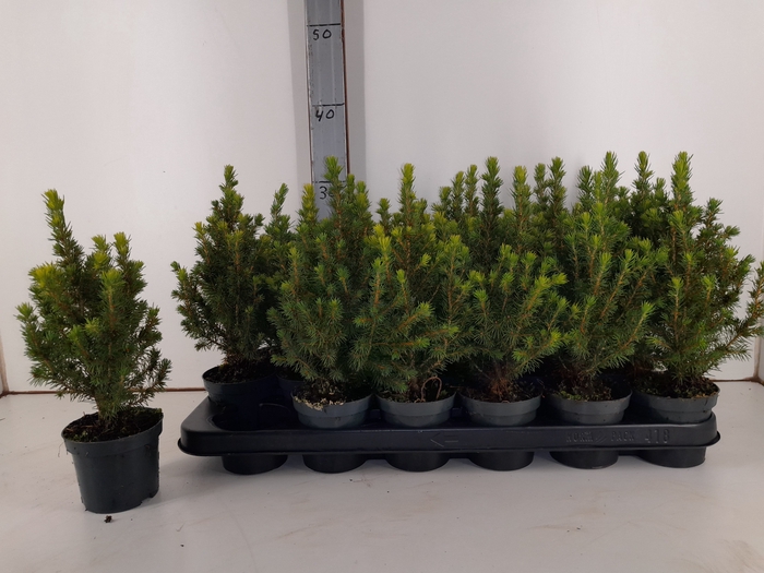 PICEA GL PERFECTA