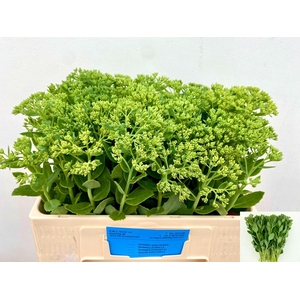 SEDUM SPECTABILE SEDUM SPECTABILE