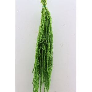 Pres Amaranthus Caud L Green Bunch