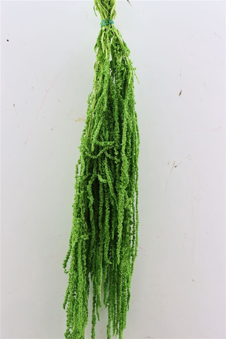 Pres Amaranthus Caud L Green Bunch