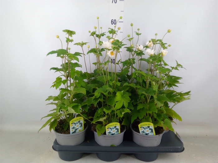 <h4>Anemone hybrida 'Honorine Jobert'</h4>