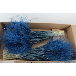 Stypha Dark Blue
