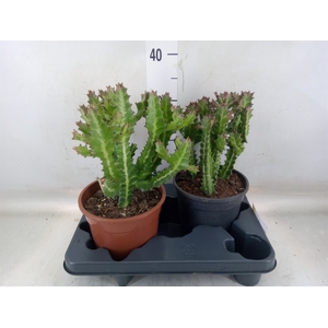 Euphorbia lactea