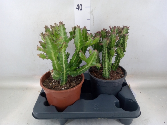 <h4>Euphorbia lactea</h4>
