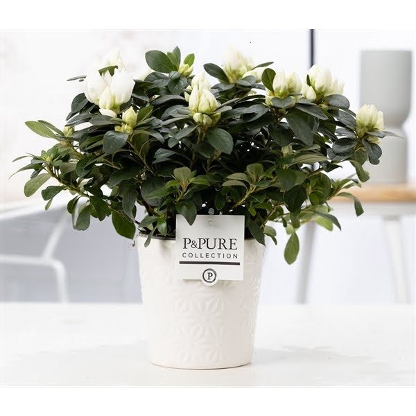 <h4>1st class Azalea white in P&PURE Juliette ceramics white</h4>