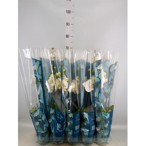 Phalaenopsis   ...white