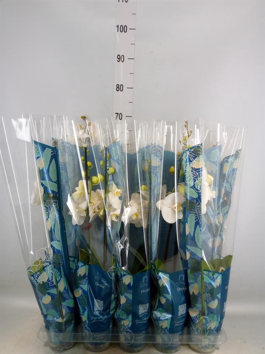 Phalaenopsis   ...white