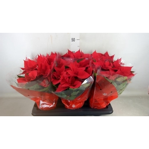 Euphorbia pulc. 'Christ Universe'