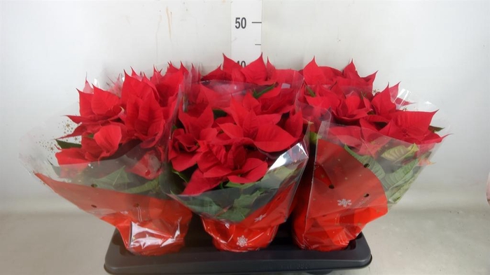 <h4>Euphorbia pulc. 'Christ Universe'</h4>