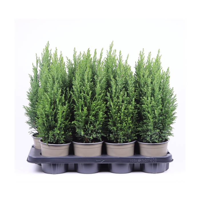 <h4>Chamaecyparis lawsoniana 'Ellwoodii'</h4>