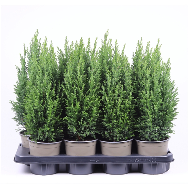 <h4>Chamaecyparis lawsoniana 'Ellwoodii'</h4>