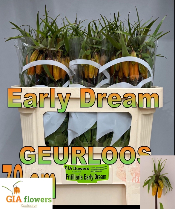 <h4>FRIT IMPERIALIS</h4>