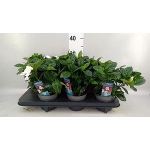 Gardenia jasminoides