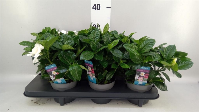 <h4>Gardenia jasminoides</h4>