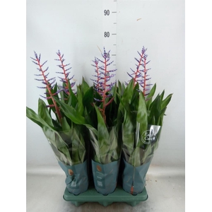 Aechmea  'Blue Rain'