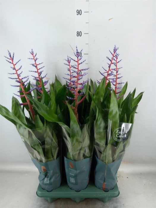 <h4>Aechmea  'Blue Rain'</h4>