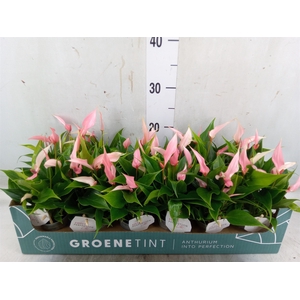Anthurium andr. 'Lilli'