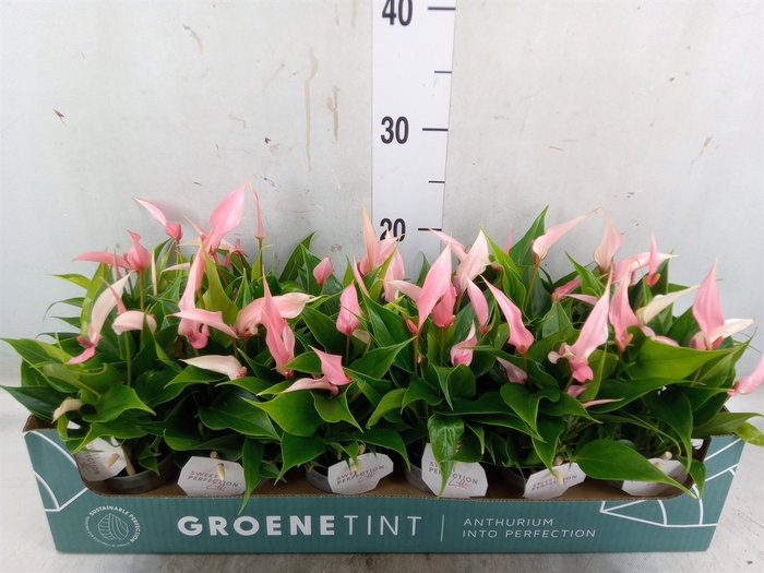 <h4>Anthurium andr. 'Lilli'</h4>