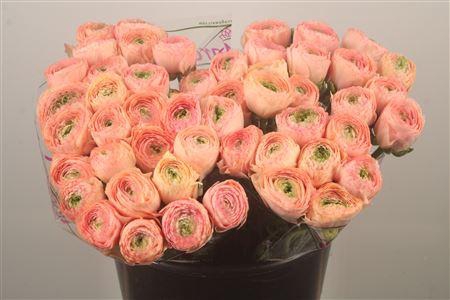 Ran.. Su Tuareg Extra