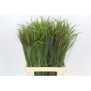 Panicum Fountain