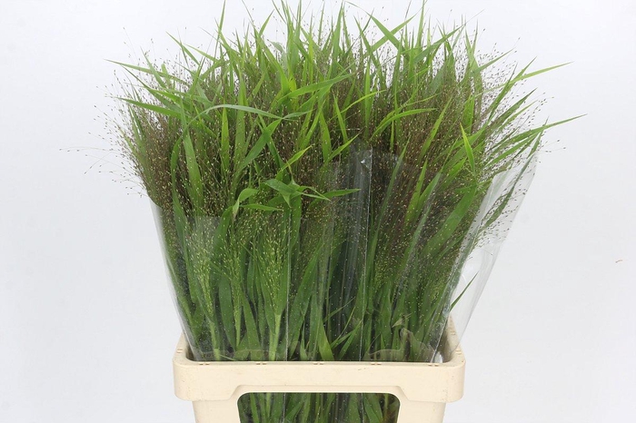 <h4>Panicum Fountain</h4>