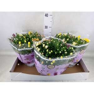 Chrysanthemum   ..mix/pot