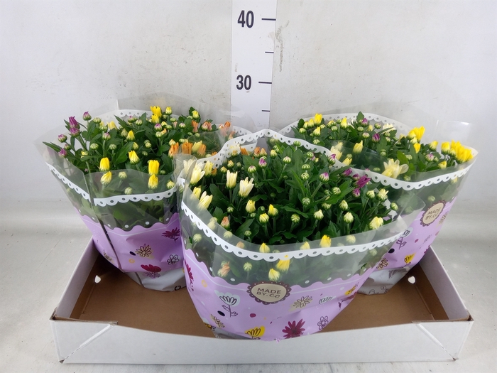<h4>Chrysanthemum   ..mix/pot</h4>