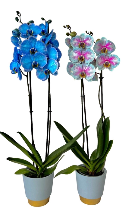 <h4>Mix in pot elegance</h4>