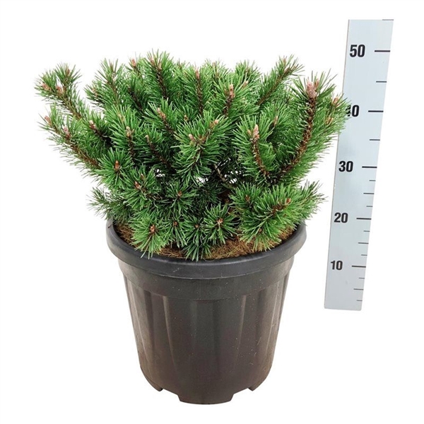 <h4>Pinus mugo 'Klostergrün'</h4>