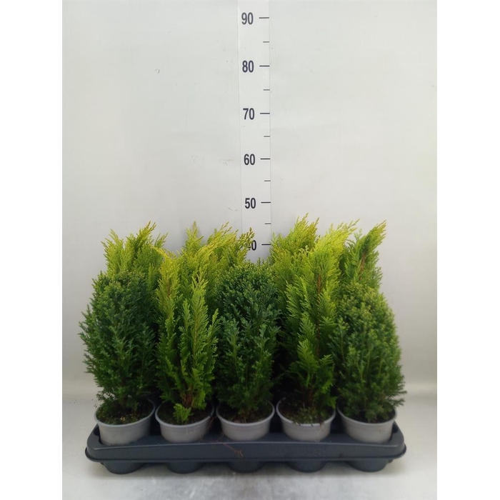 <h4>Conifers   ...mix</h4>