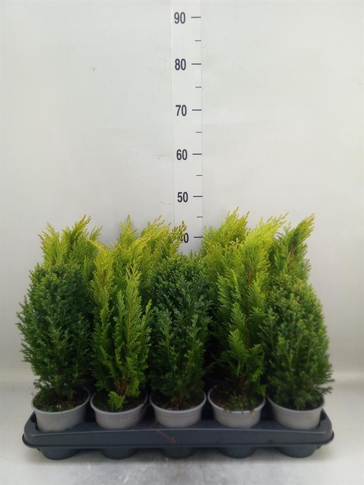 Conifers   ...mix