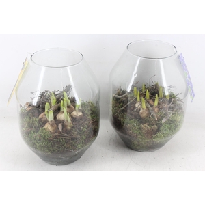 arr4 Bollenmix MB - Glas Malaga x5