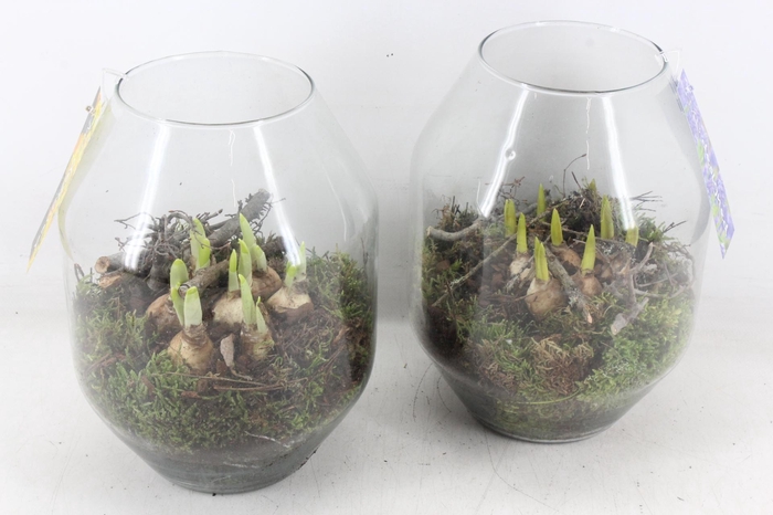 <h4>arr4 Bollenmix MB - Glas Malaga x5</h4>