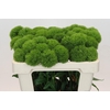 Dianthus Br Kiwi Mellow