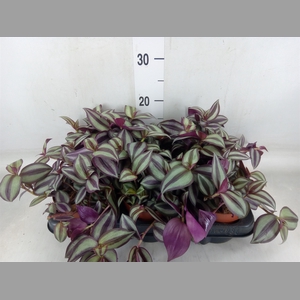 Tradescantia zebr. 'Violet Hill'