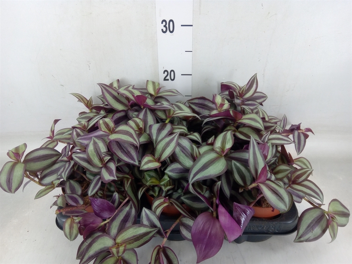 <h4>Tradescantia zebr. 'Violet Hill'</h4>