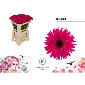 Germini Spider Spinner Water