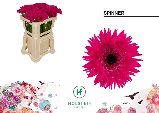 <h4>Germini Spider Spinner Water</h4>