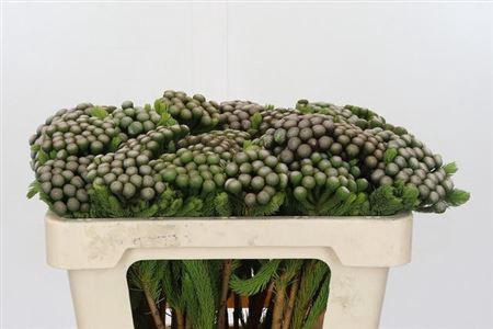 <h4>Brun Albiflora</h4>