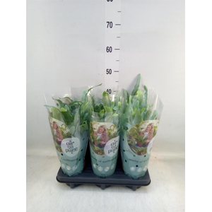 Phlebodium aureum 'Blue Star'