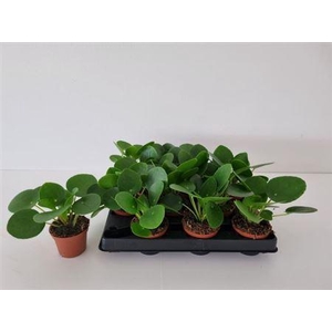 Pilea Peperomioides