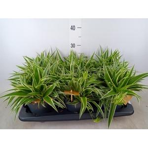 Chlorophytum com. 'Ocean'