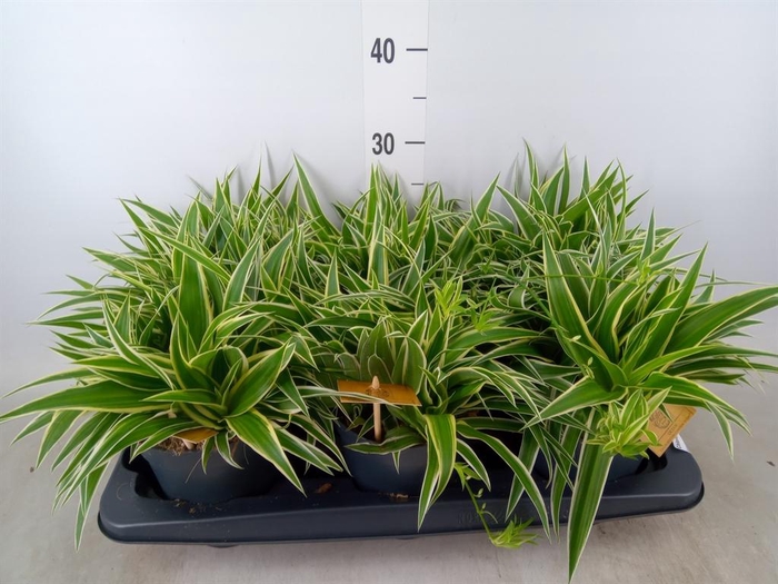 <h4>Chlorophytum com. 'Ocean'</h4>