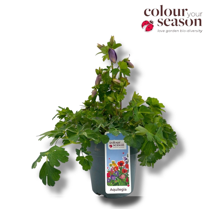 <h4>Aquilegia Spring Magic P15 Blue</h4>